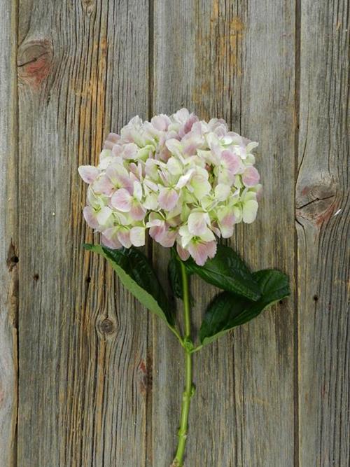 ANTIQUE LIGHT PURPLE SUPER HYDRANGEA